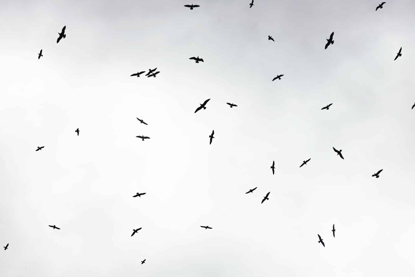 Bird Names That Start With Z