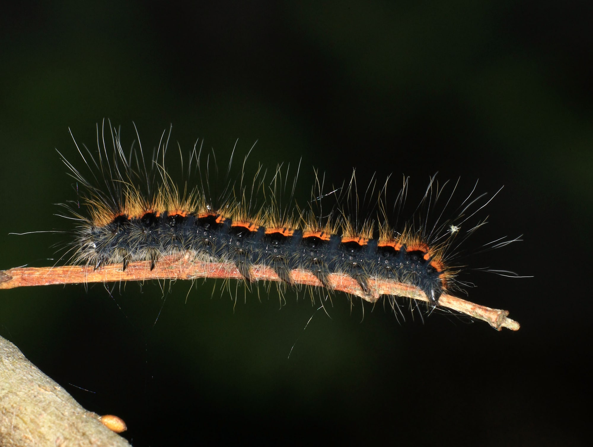 Different Types of Black Caterpillars