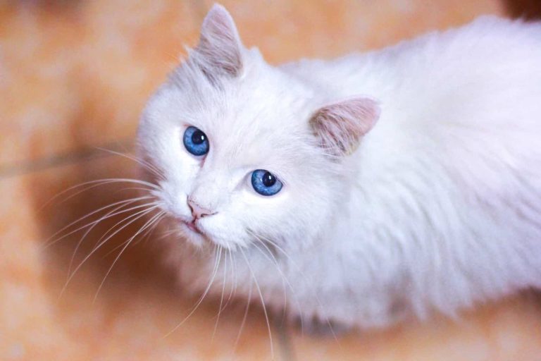 50 Blue-eyed Cat Names