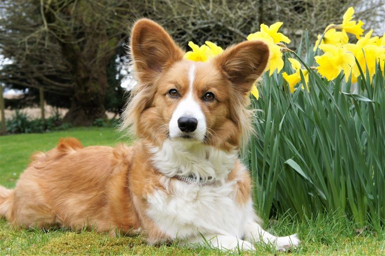 Cardigan Welsh Corgi: Dog Breed Profile and Information