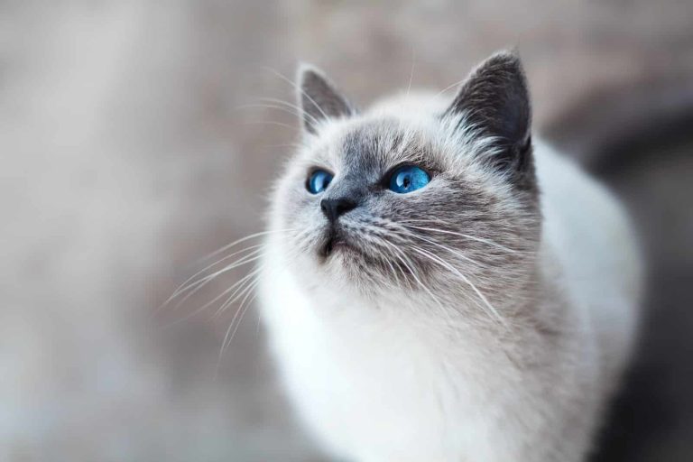60 Cat Names From Harry Potter to Call Your Feline