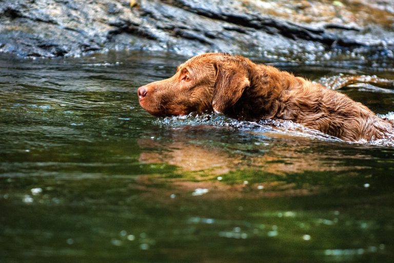 Chesapeake Bay Retriever: Dog Breed Profile and Information