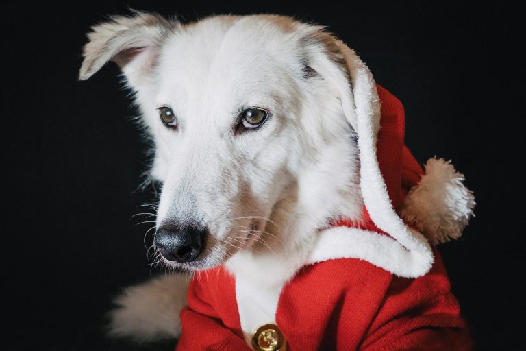 12 Christmas Animals From Around the World