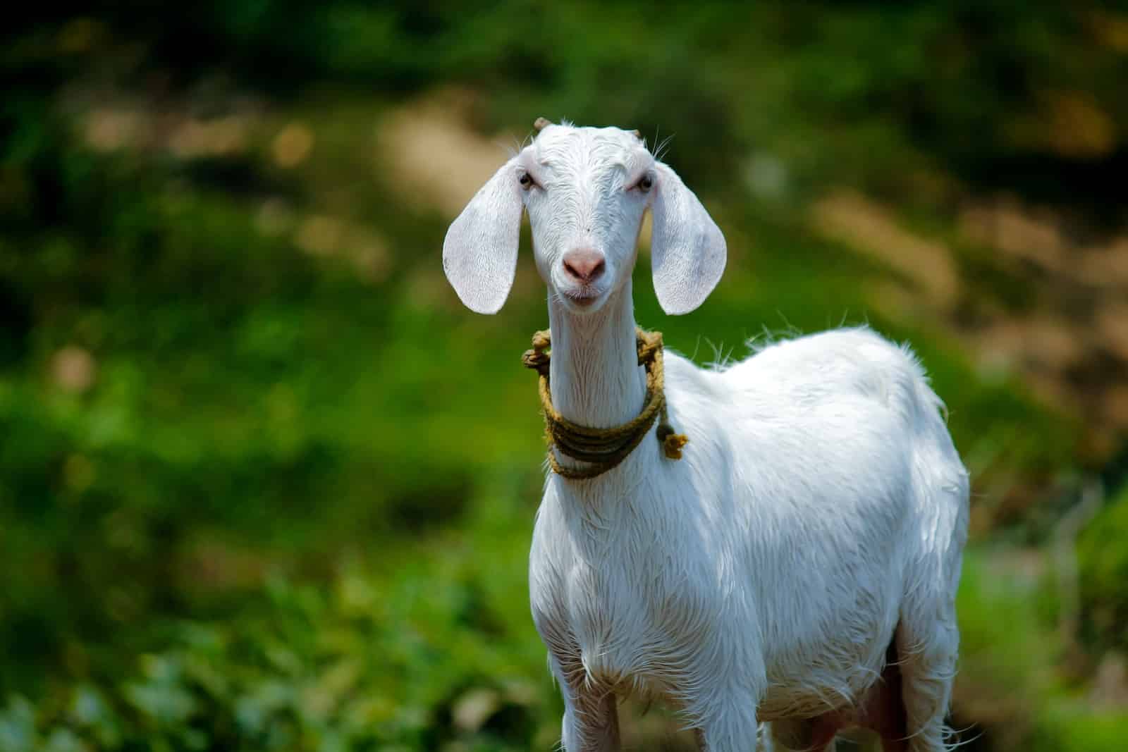 Dairy Goat Breeds in the World