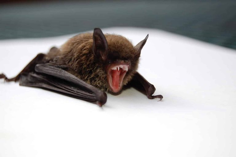 13 Different Types of Bats in Montana