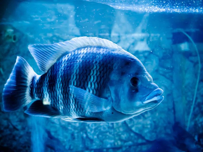 13 Different Types of Blue Fish