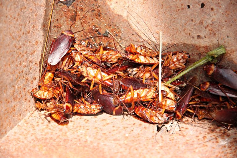 5 Different Types of Cockroaches in New York