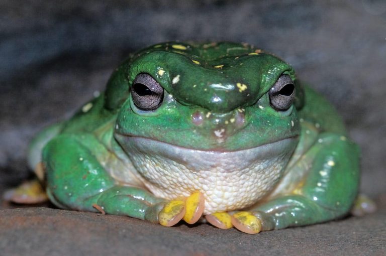 23 Different Types of Frogs in Kentucky