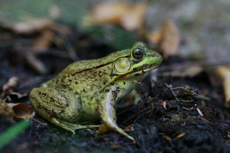 Types of Frogs in Texas: A Complete Guide to the Lone Star State’s Amphibian Diversity