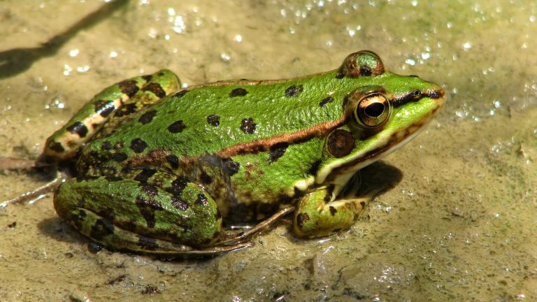 27 Different Types of Frogs in the World