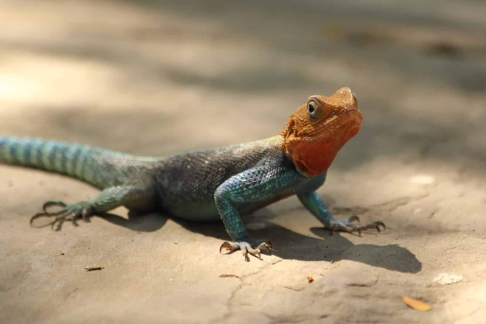 Different Types of Lizards in Texas