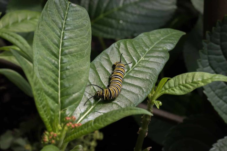 17 Different Types of Poisonous Caterpillars