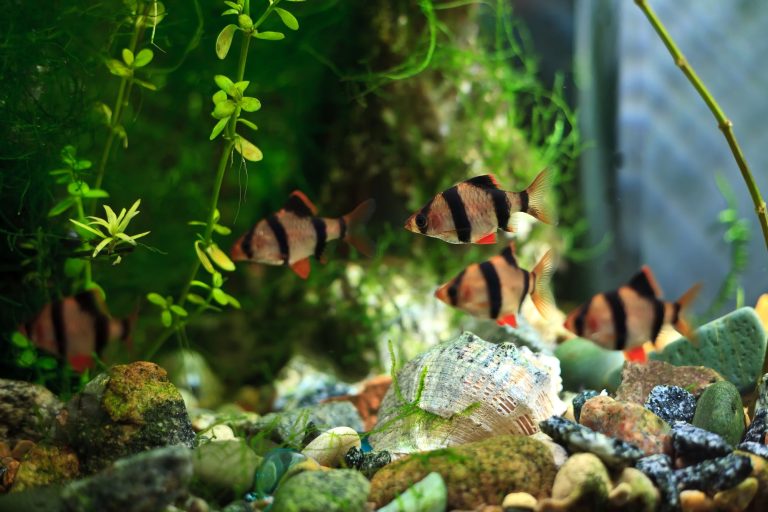 14 Different Types of Tiger Barbs