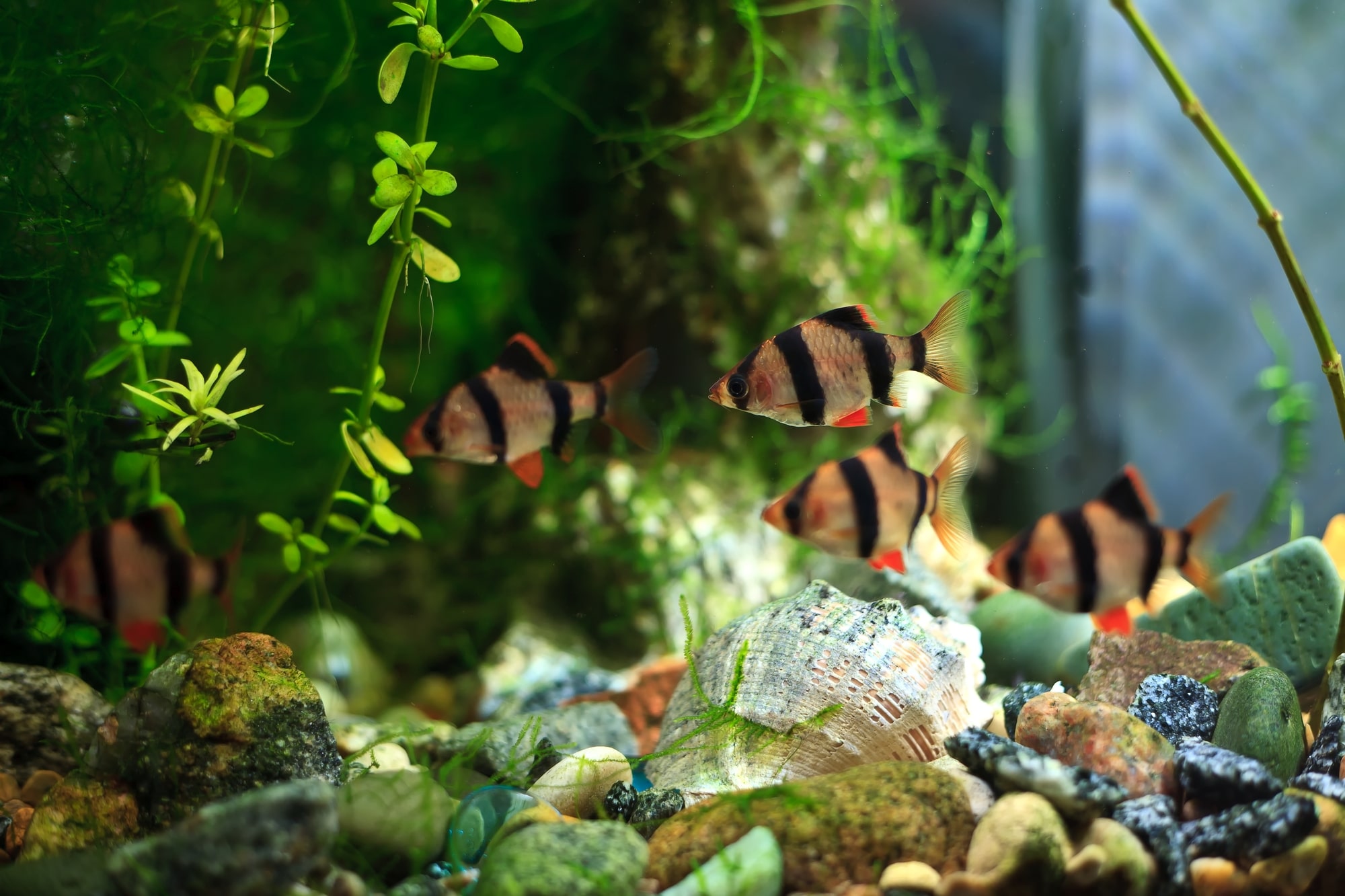 different types of tiger barbs