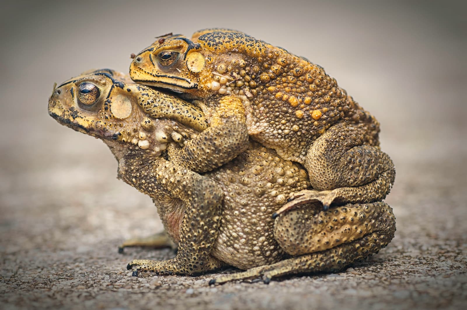 Different Types of Toads