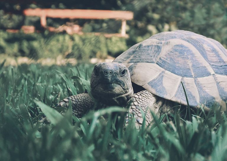 18 Different Types of Tortoises