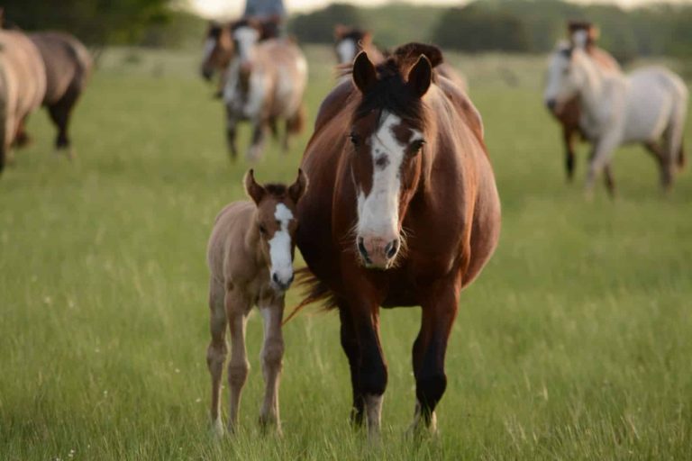 28 Different Types of Warmblood Horse Breeds
