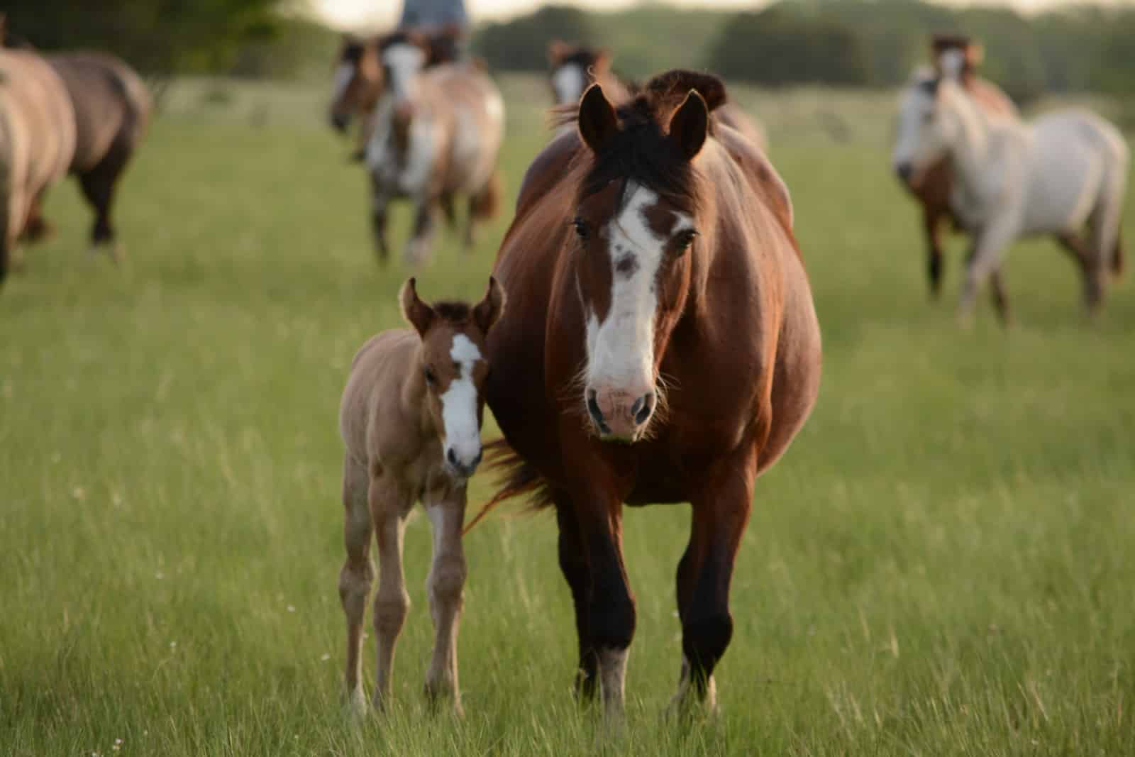 Different Types of Warmblood Horse Breeds