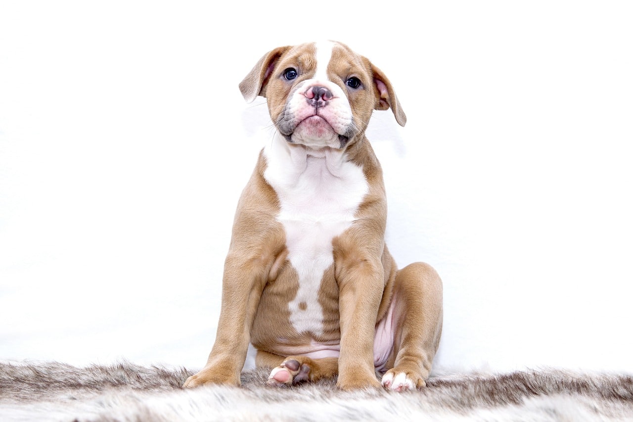 Dog Breeds with the Shortest Lifespan