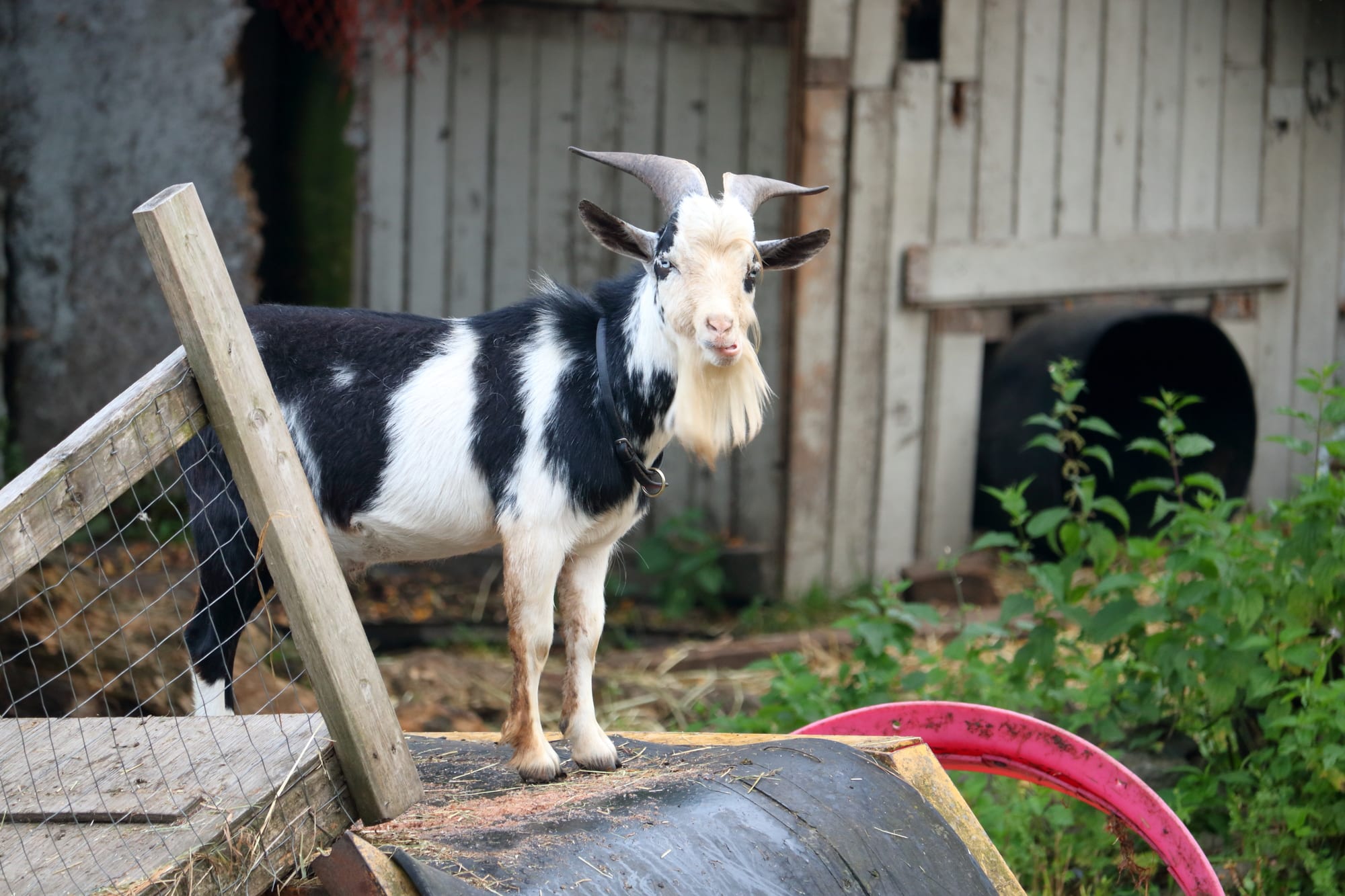 fainting goat