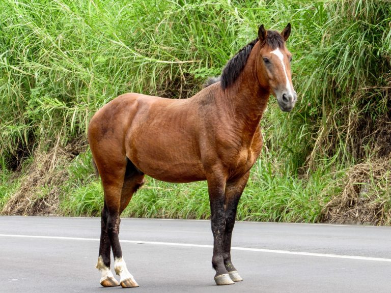 20 Horse Breeds That Start With B