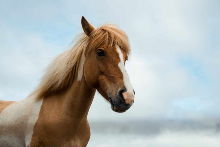 7 Horse Breeds That Start With E
