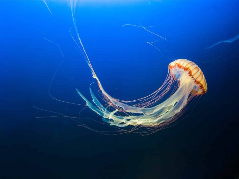 How Do Jellyfish Reproduce?