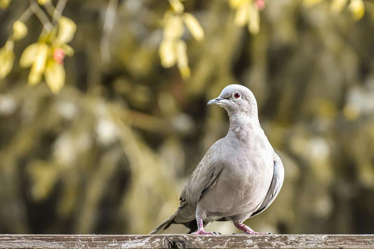 How Many Different Types of Doves Are There
