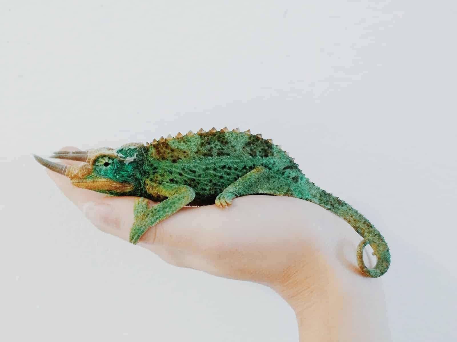 How Many Types of Chameleons Are There?