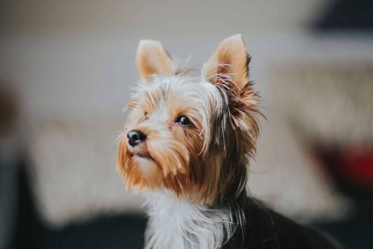 How to Take Care of a Yorkie? From Puppy to Adulthood