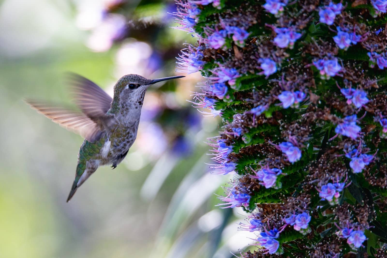 hummingbirds in illinois