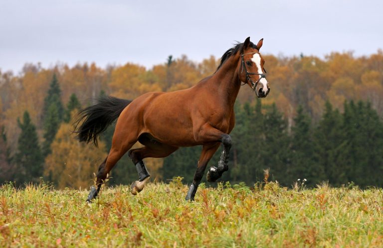 9 Popular Indian Horse Breeds