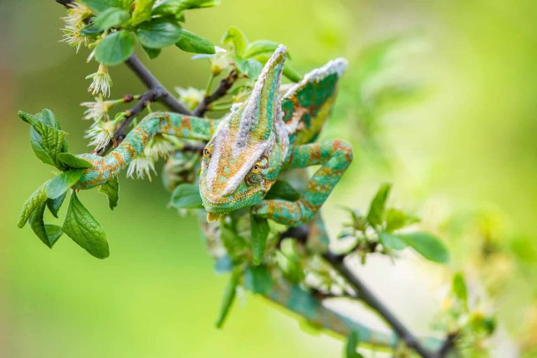 Top 5 Largest Chameleons in the World