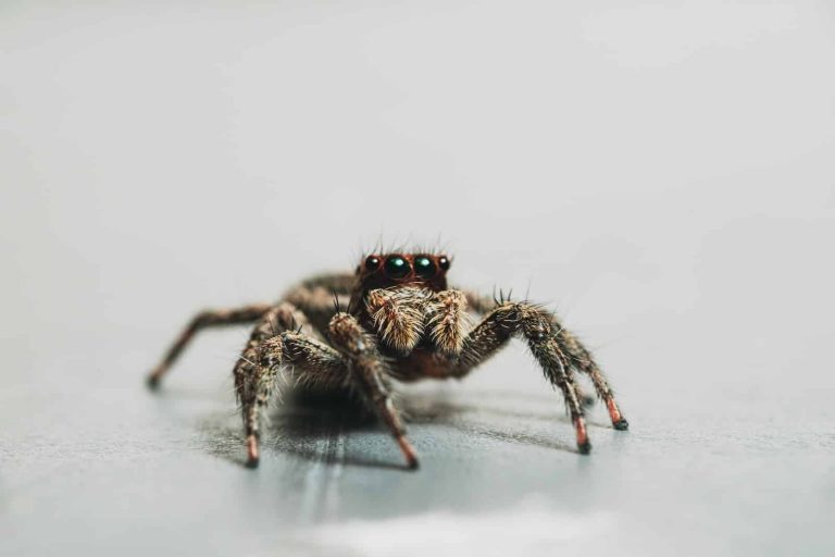23 Most Common Types of Spiders in Mississippi