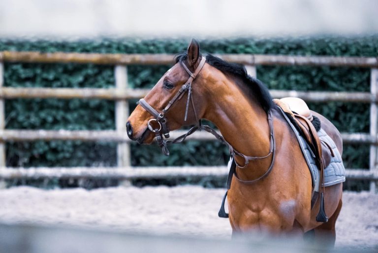 19 Most Popular Racing Horse Breeds