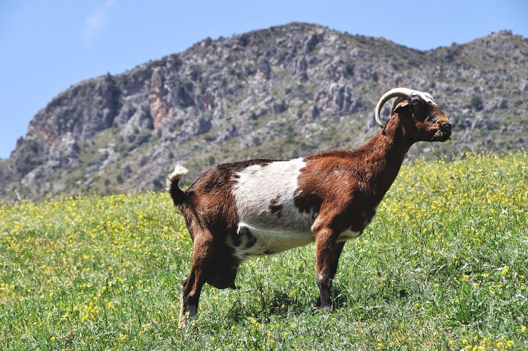 Payoya Goat: Goat Breed Profile and Information