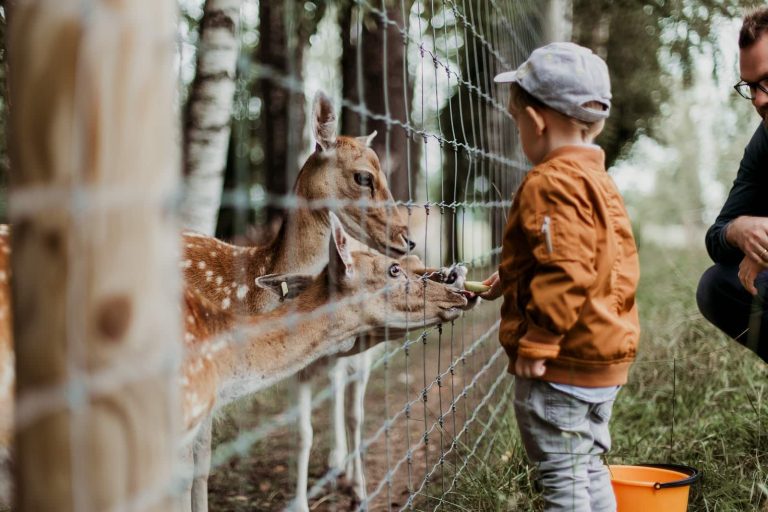 14 Petting Zoos in Florida You’ll Want to Visit