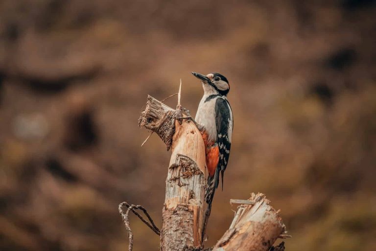 11 Species of Woodpeckers in Indiana