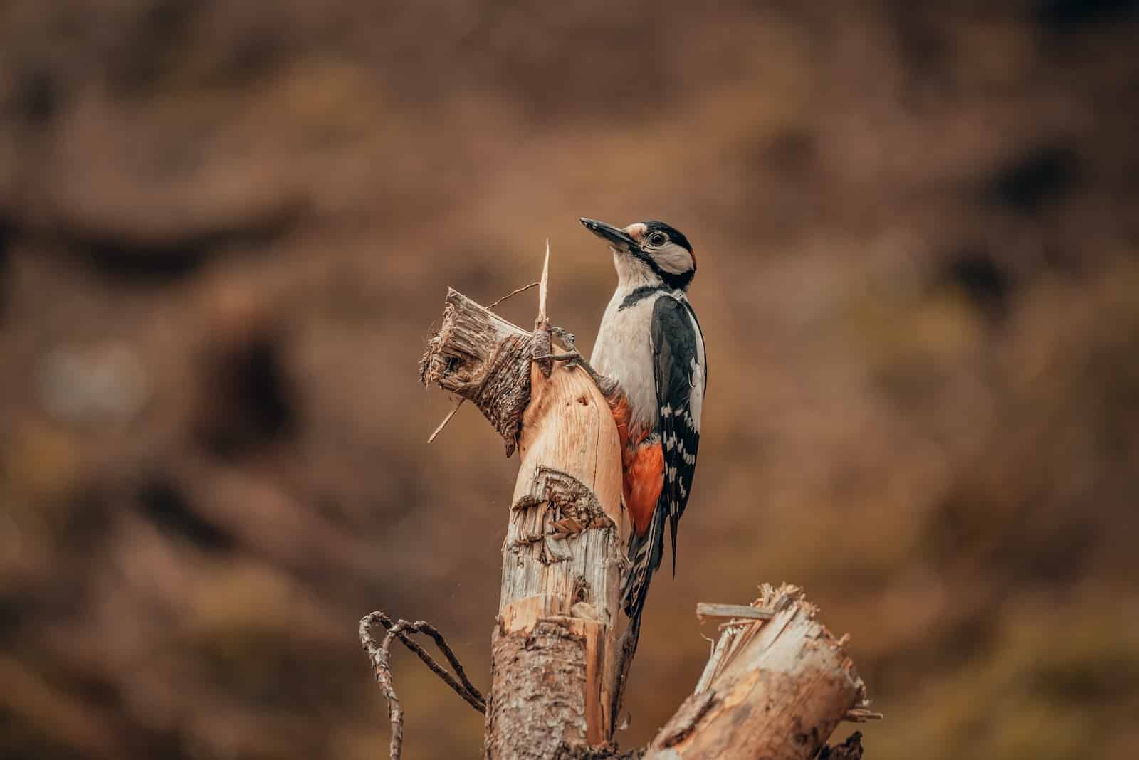 Species of Woodpeckers in Indiana