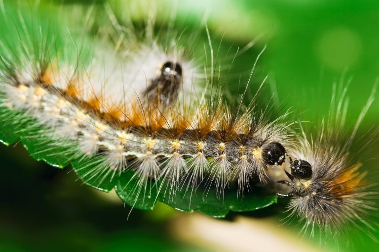 20 Types of Caterpillars in North Carolina