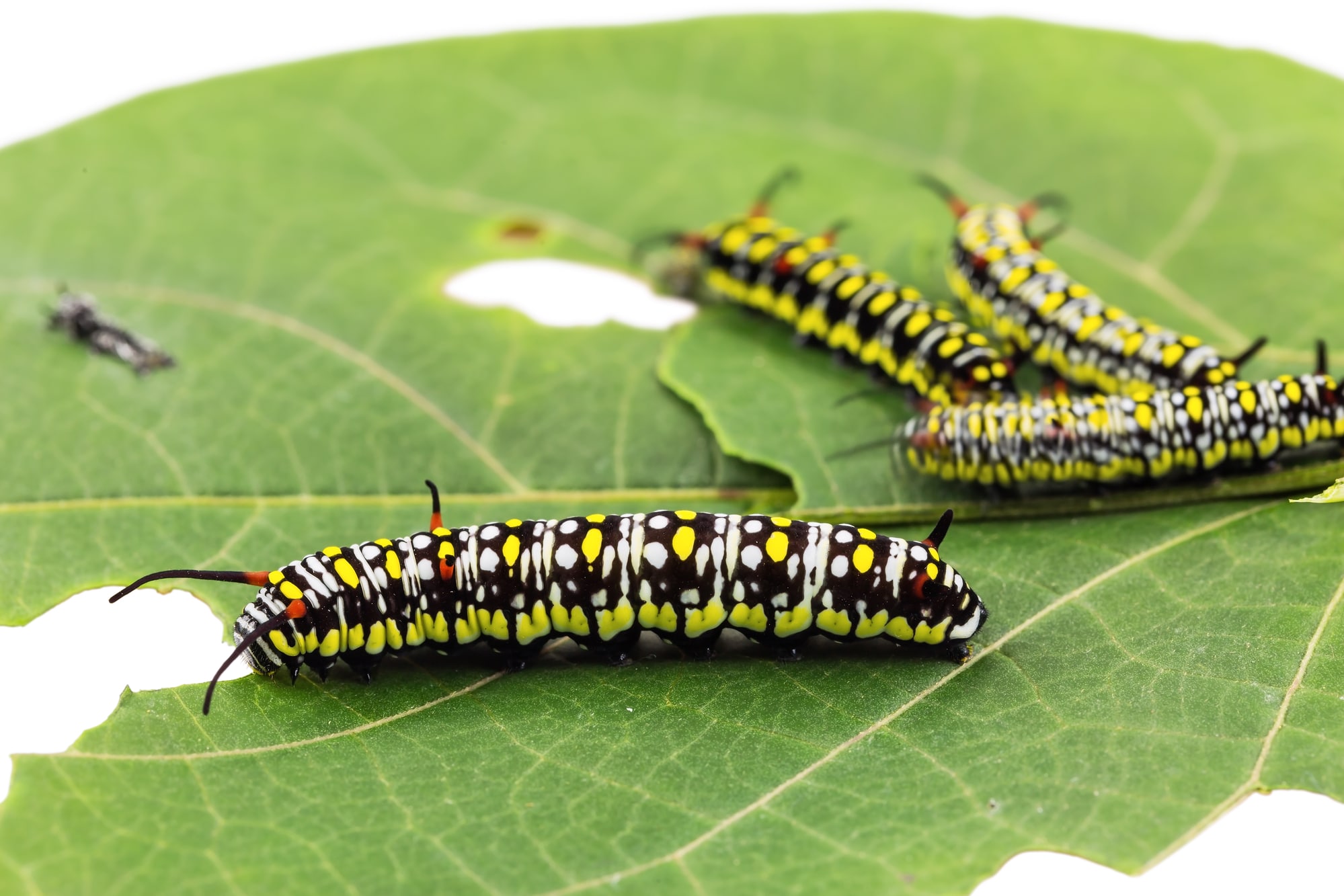 types of caterpillars in Maine