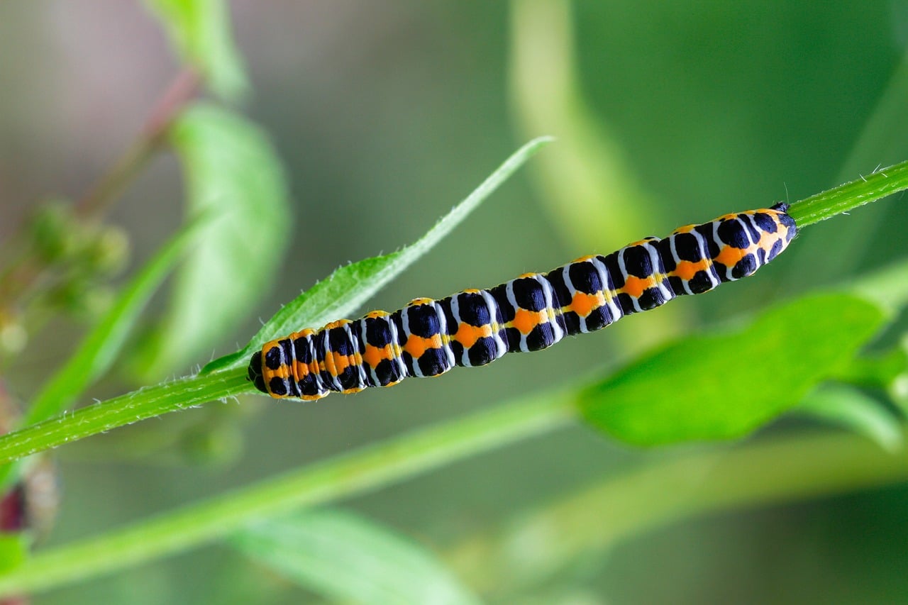 Types of Caterpillars in Iowa