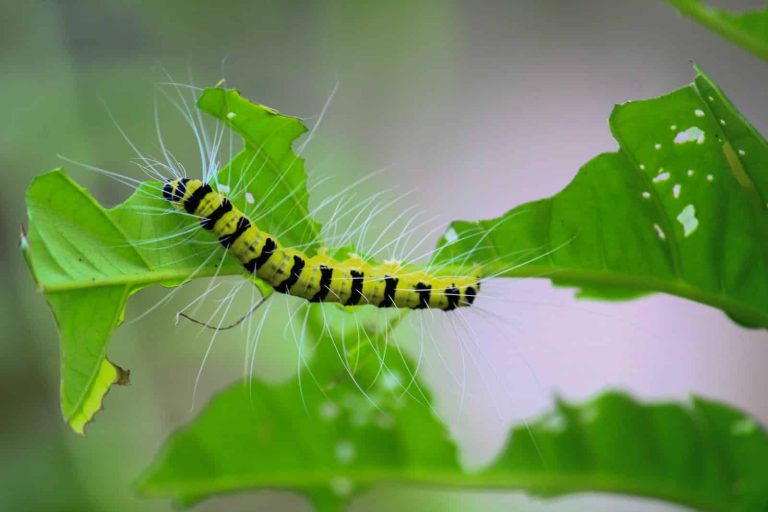 20 Types of Caterpillars in Kentucky