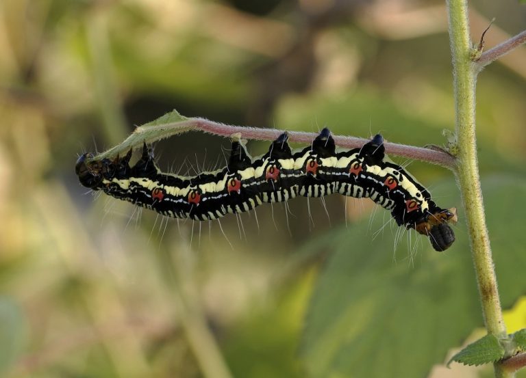 20 Types of Caterpillars in Maryland