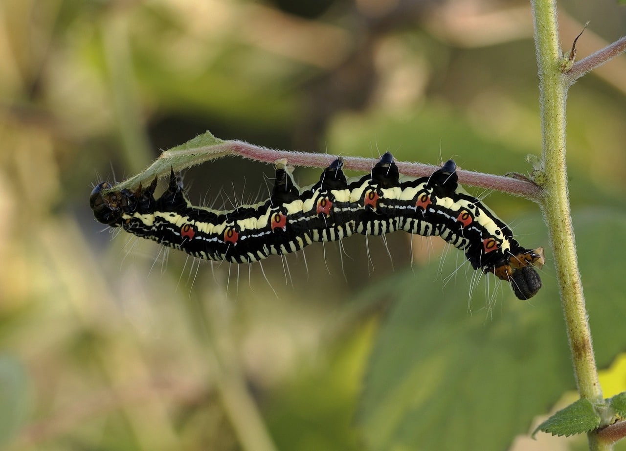 Types of Caterpillars in Maryland