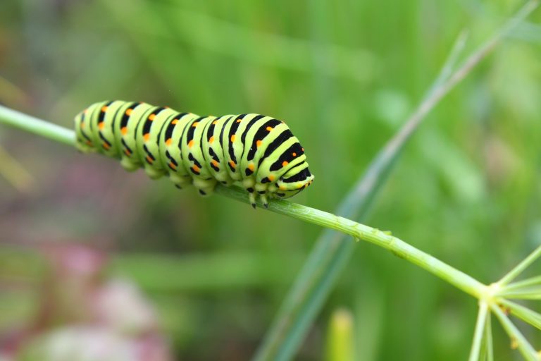 19 Different Types of Caterpillars in Michigan