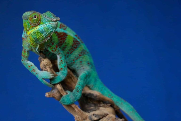 14 Types of Chameleons in Florida