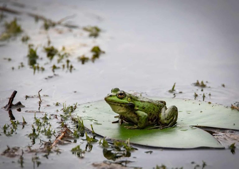 17 Types of Frogs in Iowa
