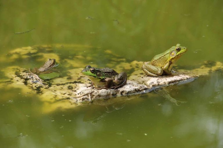 29 Types of Frogs in Mississippi
