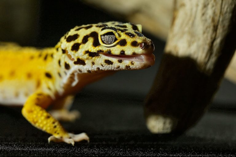 7 Different Types of Geckos in Indonesia